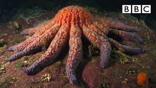 Zombie Starfish  Natures Weirdest Events  BBC [upl. by Aelanej89]