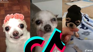 Most Amazing Chihuahua TikTok Compilation  Dogs Of TikTok [upl. by Dnomso]