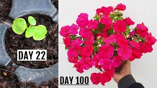 RIGHT Way To GROW Impatiens from Seeds  START to FINISH [upl. by Mauretta]