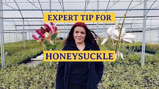 Expert Tip for Honeysuckle [upl. by Annohsak300]