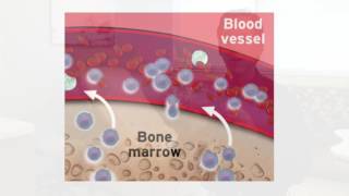 Ask Bloodworks What is Apheresis [upl. by Aiehtela]