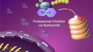 How Interferon Beta products work in MS [upl. by Ku]