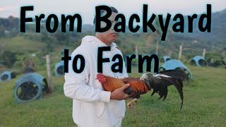 How to start Gamefowl Breeding ProperlyFarmboys Way [upl. by Asoramla]