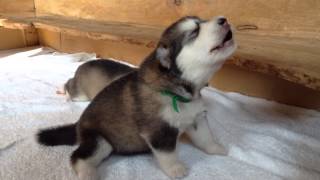 Baby wolf is learning to howl [upl. by Birk]