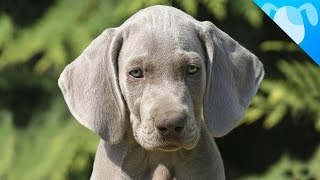 Weimaraner Facts [upl. by Samau5]