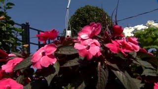 Plant sunpatiens before summer heat [upl. by Acinna524]