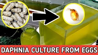 HOW TO HATCH DAPHNIA EGGS  HOW TO CULTURE DAPHNIA [upl. by Nywroc]