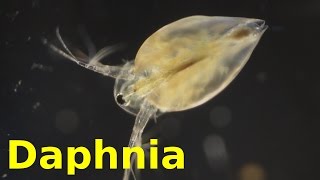 Daphnia [upl. by Landahl]