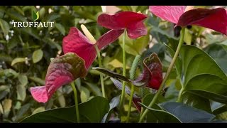 Comment rempoter un anthurium   Truffaut [upl. by Idnahc228]