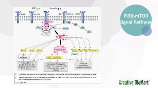 Type I Interferon Signal Pathway [upl. by Donoghue]