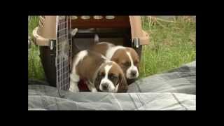 First Time Outdoors 26 Day Old Basset Hound Puppies [upl. by Pfeifer177]