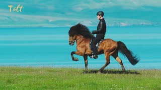 5 gaits of the Icelandic horse [upl. by Ryan]