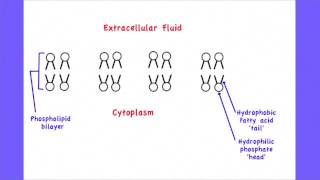 13 Skill Drawing the fluid mosaic model [upl. by Lledra]