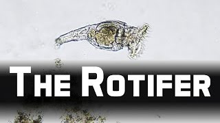 Howies Lab  Wheel animals Rotifer [upl. by Notyalc493]