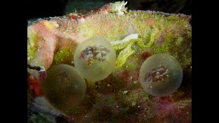 Flamboyant Cuttlefish Hatching [upl. by Ransom]