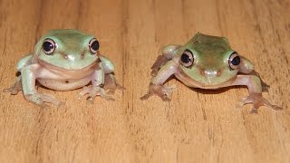 Parasites and diseases in whites tree frogs litoria caerulea [upl. by Aneehsram129]