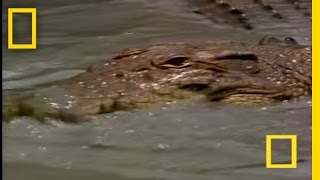 Crocodiles in Love  National Geographic [upl. by Ijnek]