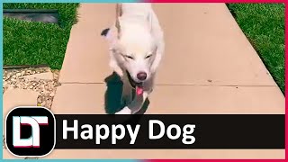 Happy Dog Song Tik Tok shorts [upl. by Efeek287]