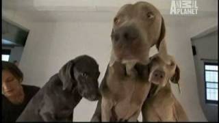 Dogs 101  Weimaraners [upl. by Eerak731]