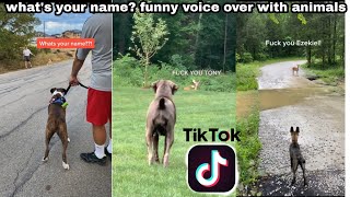 Whats your name Funny TikTok  Dogs talking to eachother Tiktok 2020 Compilation [upl. by Gil]