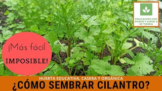 CÓMO SEMBRAR CILANTRO MÁS FÁCIL IMPOSIBLE [upl. by Elder]