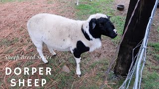 Dorper Sheep  Sheep Breed Series [upl. by Nnylassej]