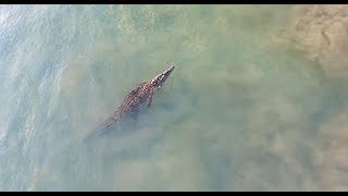 Crocodile Swims Through A Surf Break In Costa Rica [upl. by Pentheas]