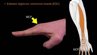 Forearm extensor muscles [upl. by Balas]