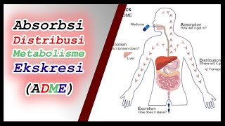 Fase Perjalanan Obat dalam Tubuh ADME  Proses Farmakokinetik Obat  Cara Kerja Obat Farmakologi [upl. by Ymij273]