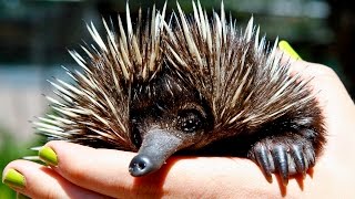 Echidna Eating Ants and Being Fed Compilation [upl. by Ramo]