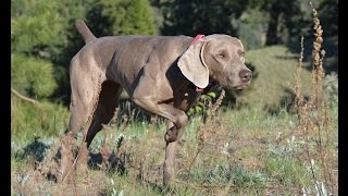 Trax Weimaraners in action [upl. by Sirred]