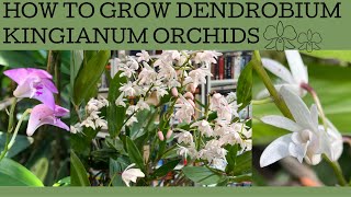 How to grow Australian Dendrobium kingianum orchids [upl. by Nahn]