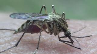 Feeding PET Mosquito  Mosquito drinking Blood Insect video Bart Coppens [upl. by Leohcin431]