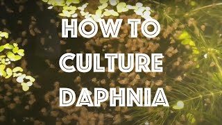 How To Culture Daphnia Magna [upl. by Elleniad]