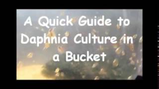 How to culture daphnia outside [upl. by Grefer934]