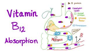 Vitamin B12 absorption and deficiency Diet and Nutrition [upl. by Hamid734]