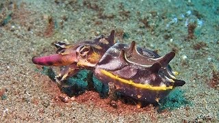 Flamboyant Cuttlefish Slowly Walks On Sea Bed [upl. by Adnahsat75]