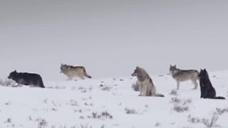 These Wolves Are Hungry for Elk  BBC Earth [upl. by Dwane444]