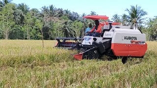 Harvester Rice Combine Harvester Brgy Libhu Maasin City So Leyte Philippines [upl. by Reyem]