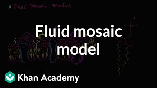 Fluid mosaic model of cell membranes  Biology  Khan Academy [upl. by Adamson]