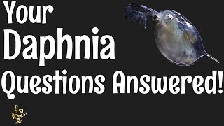 Daphnia Questions Answered [upl. by Doownil]