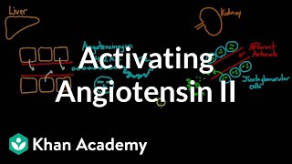 RAAS  Renin Angiotensin Aldosterone System  Easily explained in Hindi [upl. by Adnoral]