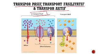 FARMAKOLOGI  Mekanisme Absorpsi Obat [upl. by Damaris]