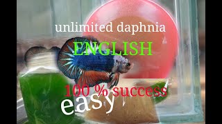 daphnia moina culture Easy way Unlimited production English  with sub Green water Chlorella [upl. by Htez]