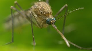 Mosquito Life Cycle  UHD 4K [upl. by Erehc]