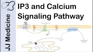 Inositol Triphosphate IP3 and Calcium Signaling Pathway  Second Messenger System [upl. by Charla]