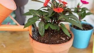 How to Keep Impatiens Alive Indoors Through the Winter  Indoor Planting [upl. by Anyzratak]