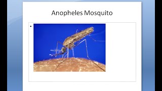 PSM 807 Anopheles Mosquito Morphology Features Larva Egg Pupa [upl. by Terrej]