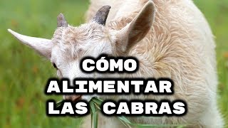 Qué comen las cabras [upl. by Deina]