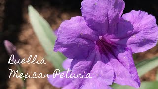 Ruellia simplex  brittoniana  tweediana  Mexican Petunia [upl. by Anasxor130]